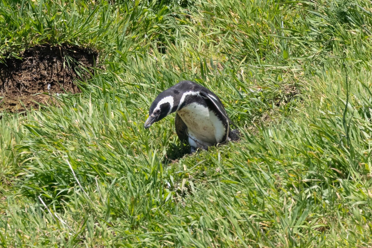 Pingüino Magallánico - ML646935605