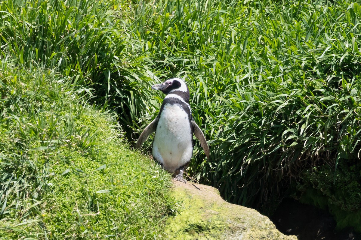 Pingüino Magallánico - ML646935606