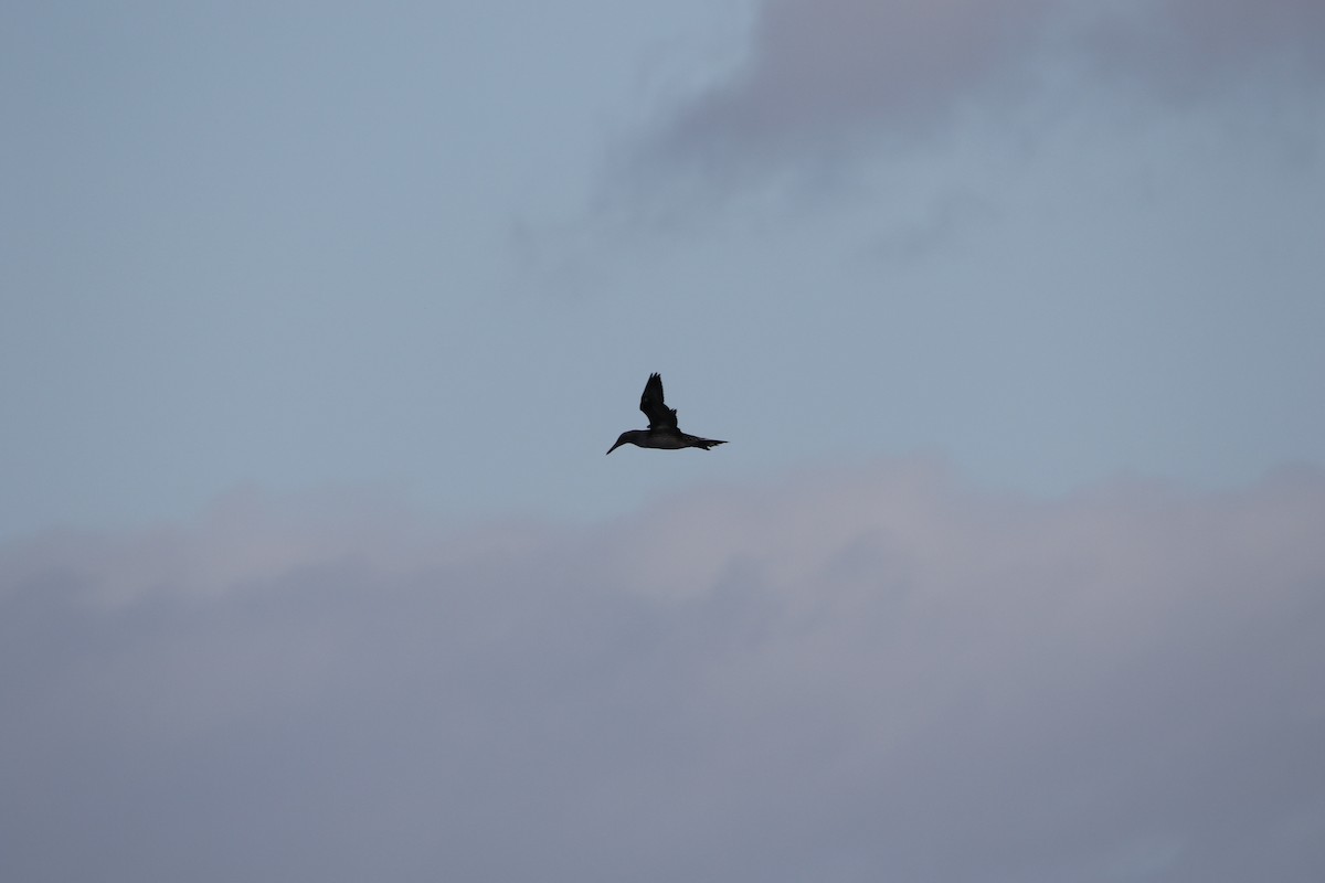 סולה מצויה - ML646935607