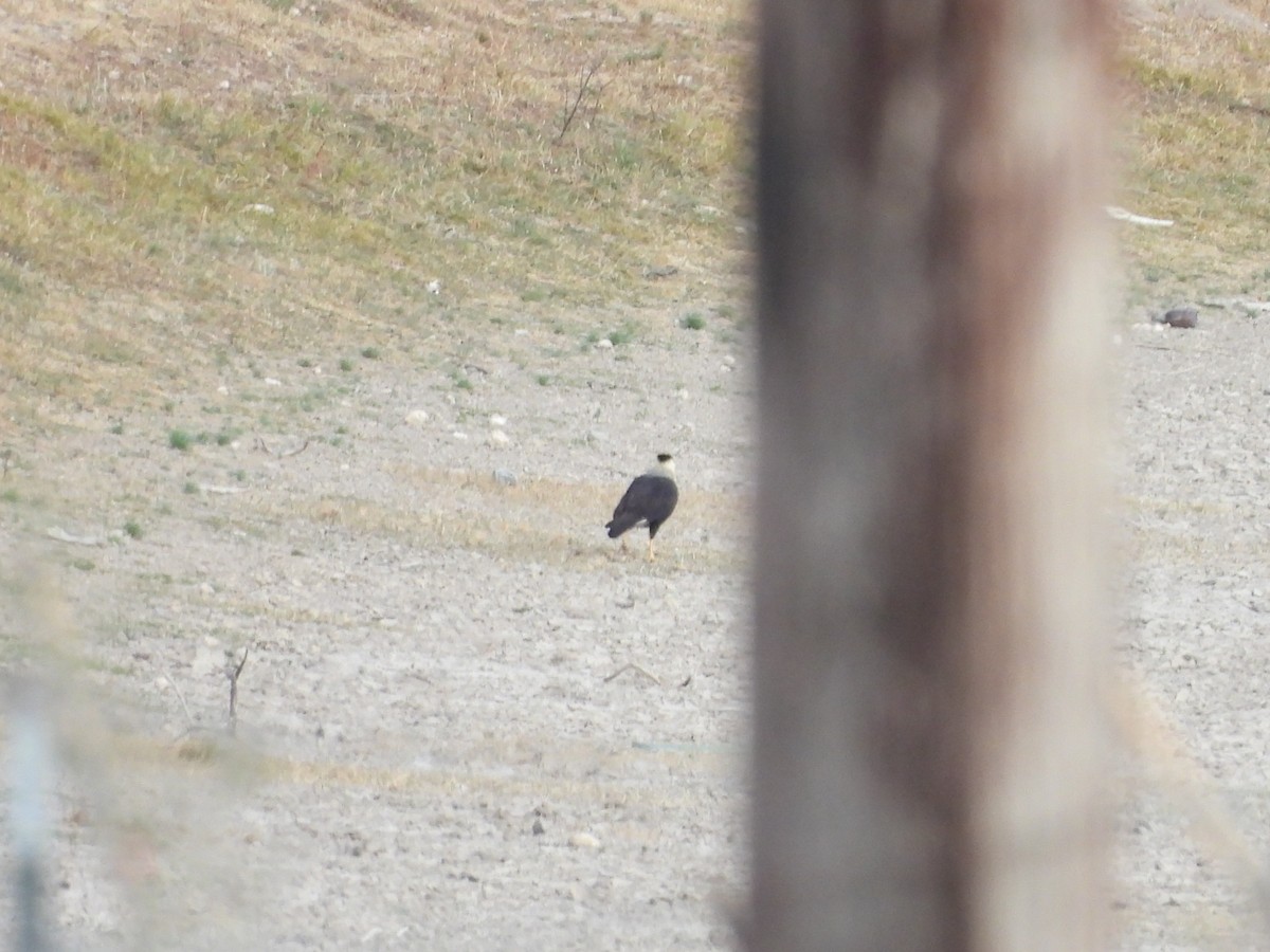 Равнинная каракара - ML646935608