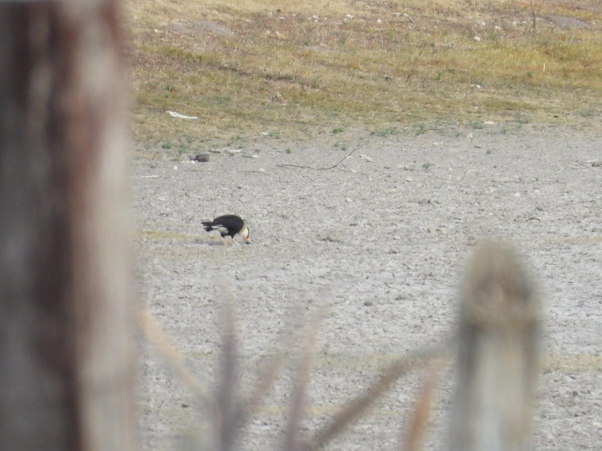 Равнинная каракара - ML646935609