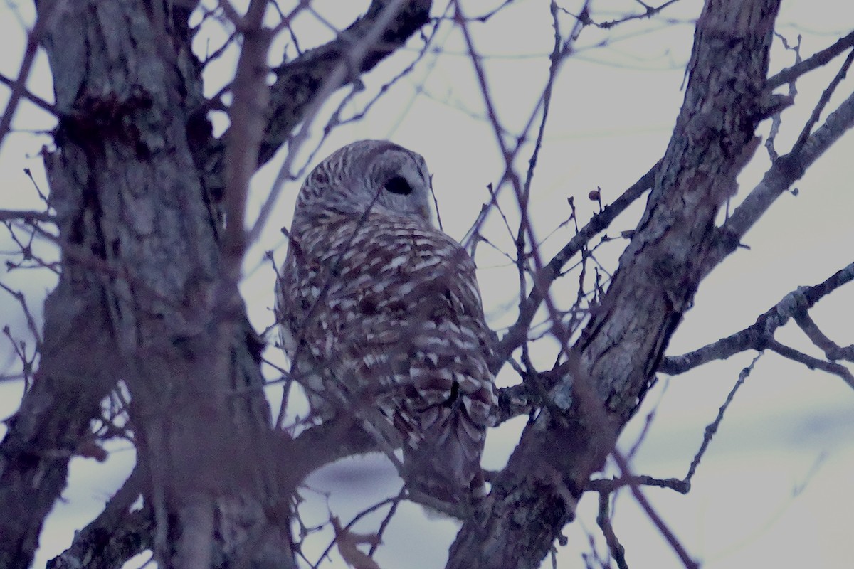 Barred Owl - ML646935610