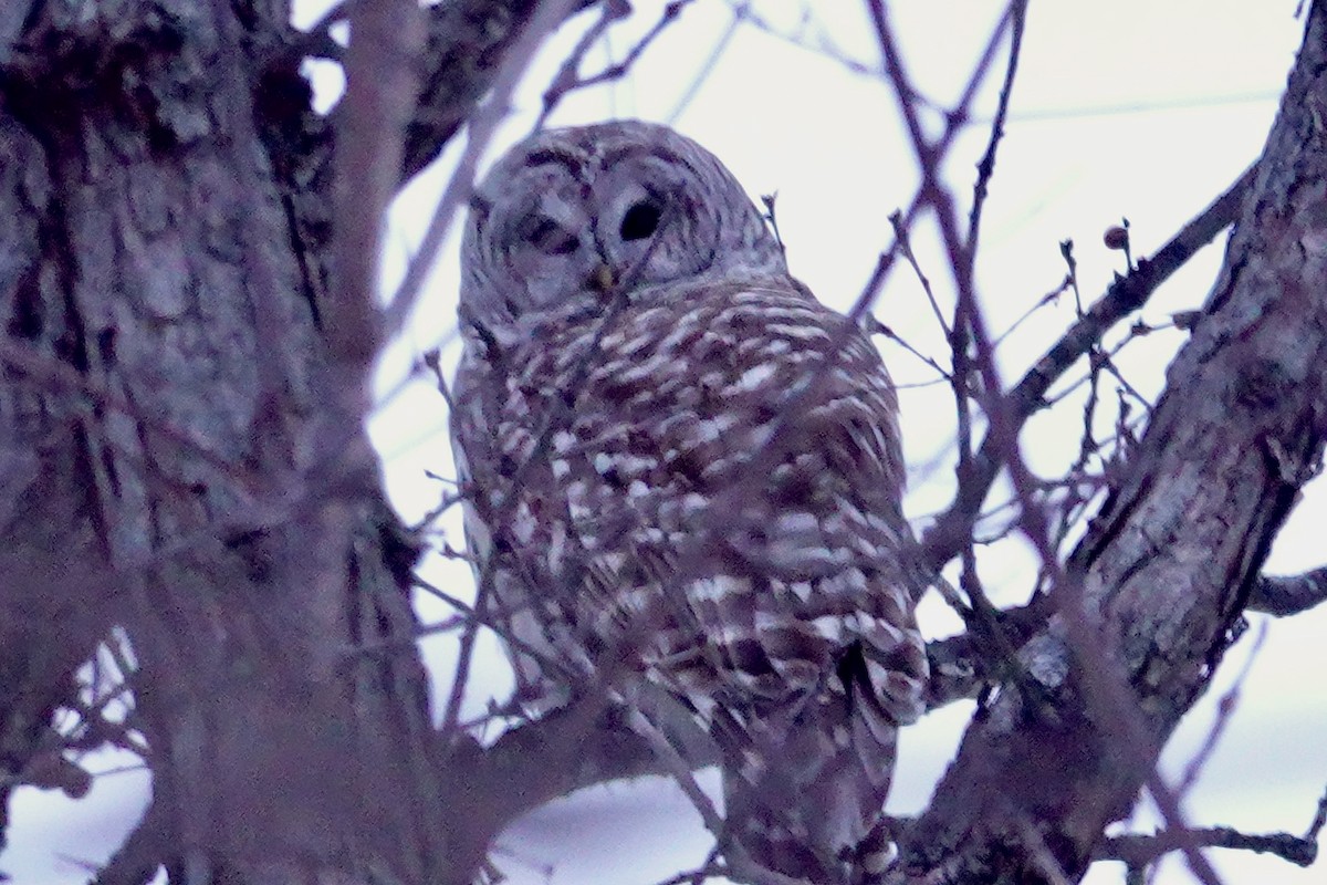 Barred Owl - ML646935611
