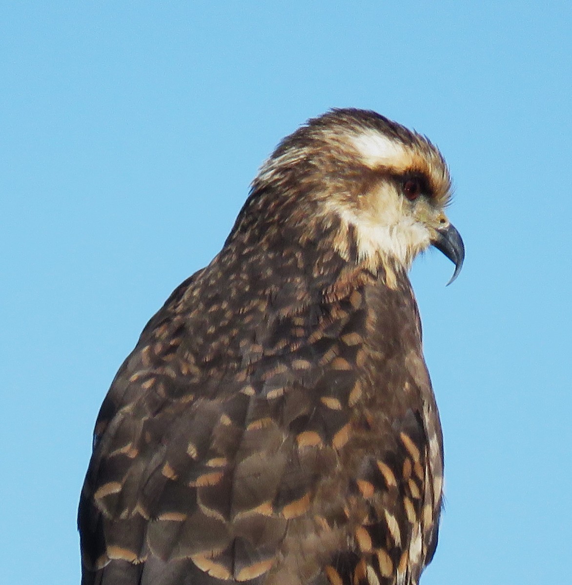 Snail Kite - ML646935614
