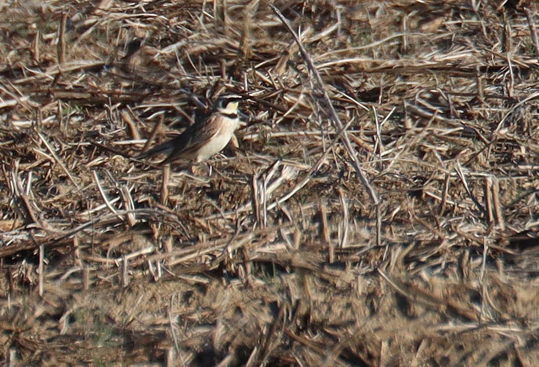 Horned Lark - ML646935616