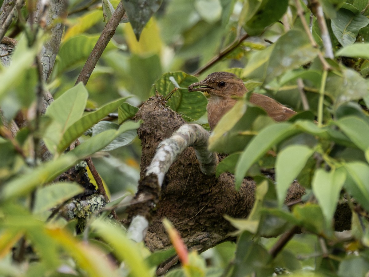 Hornero Común - ML646935617