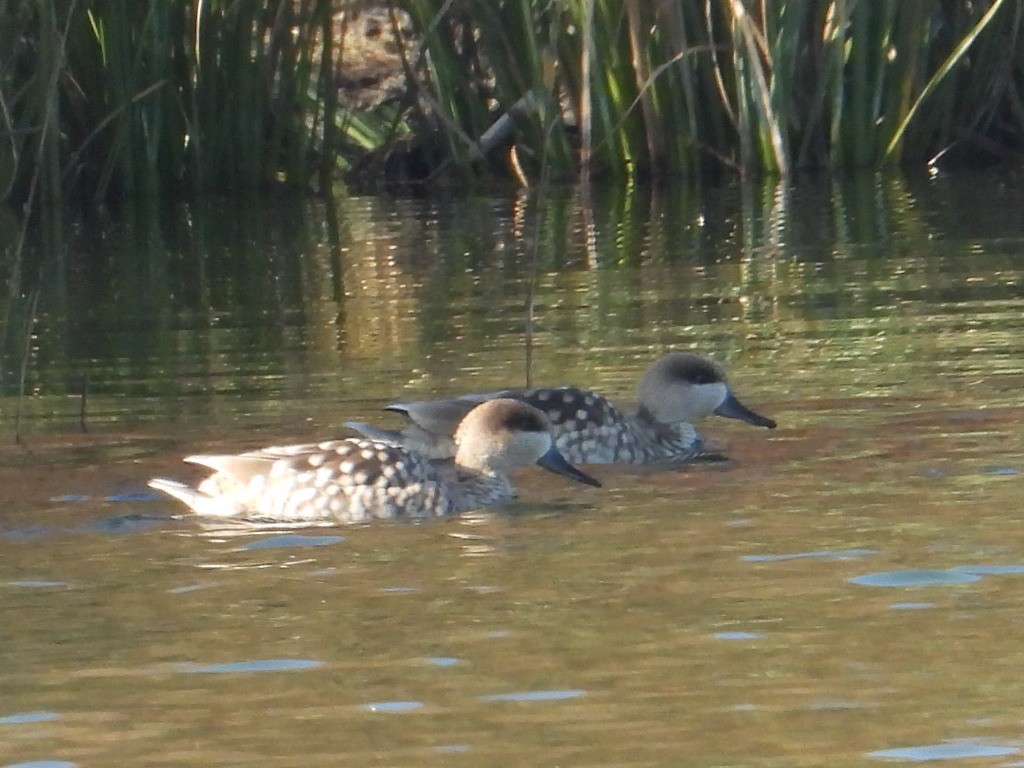 Marbled Duck - ML646935620