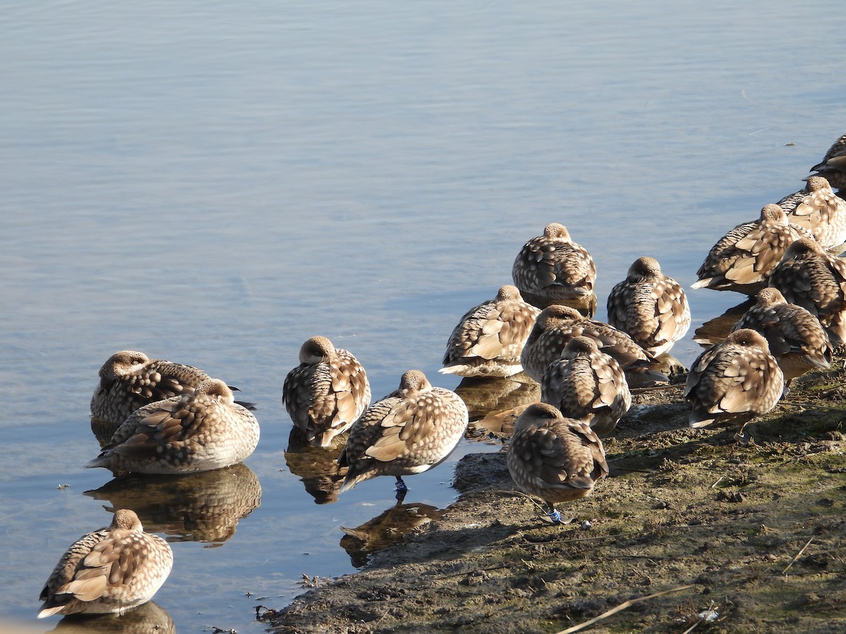 Marbled Duck - ML646935621