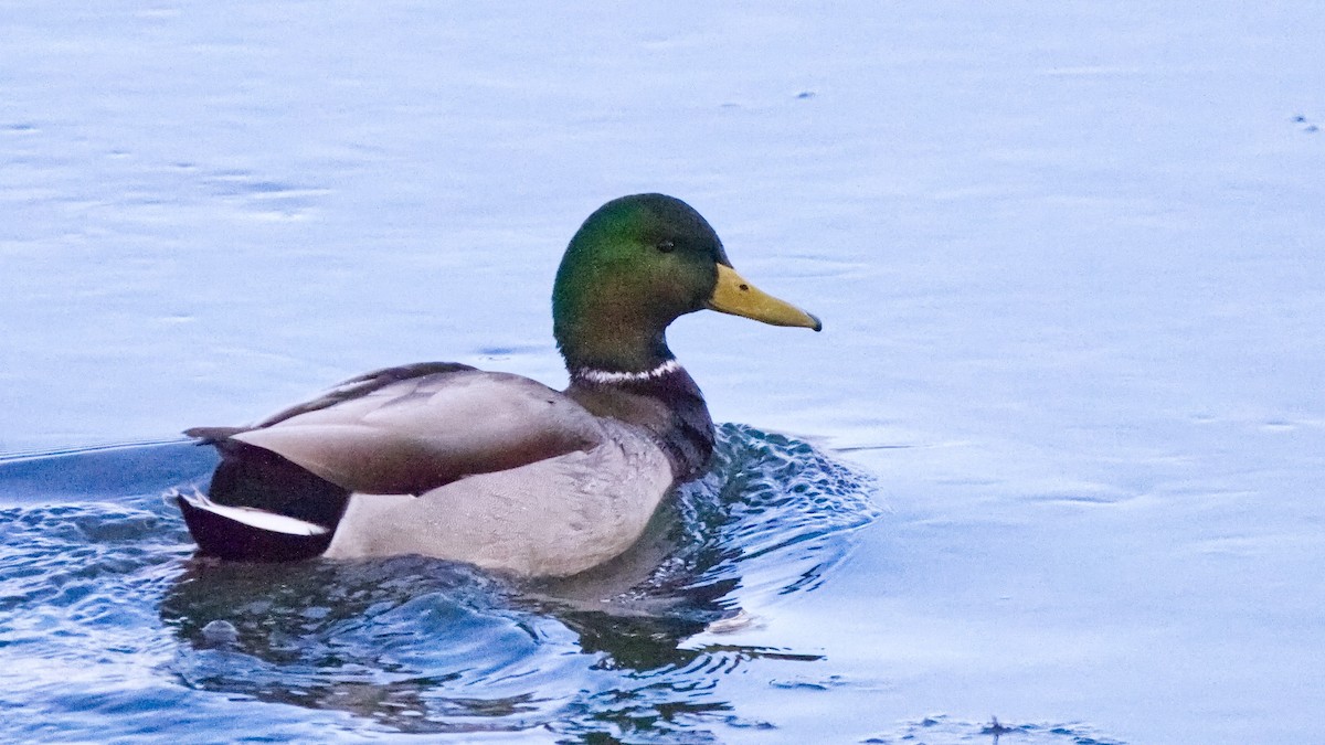 Mallard - ML646935622
