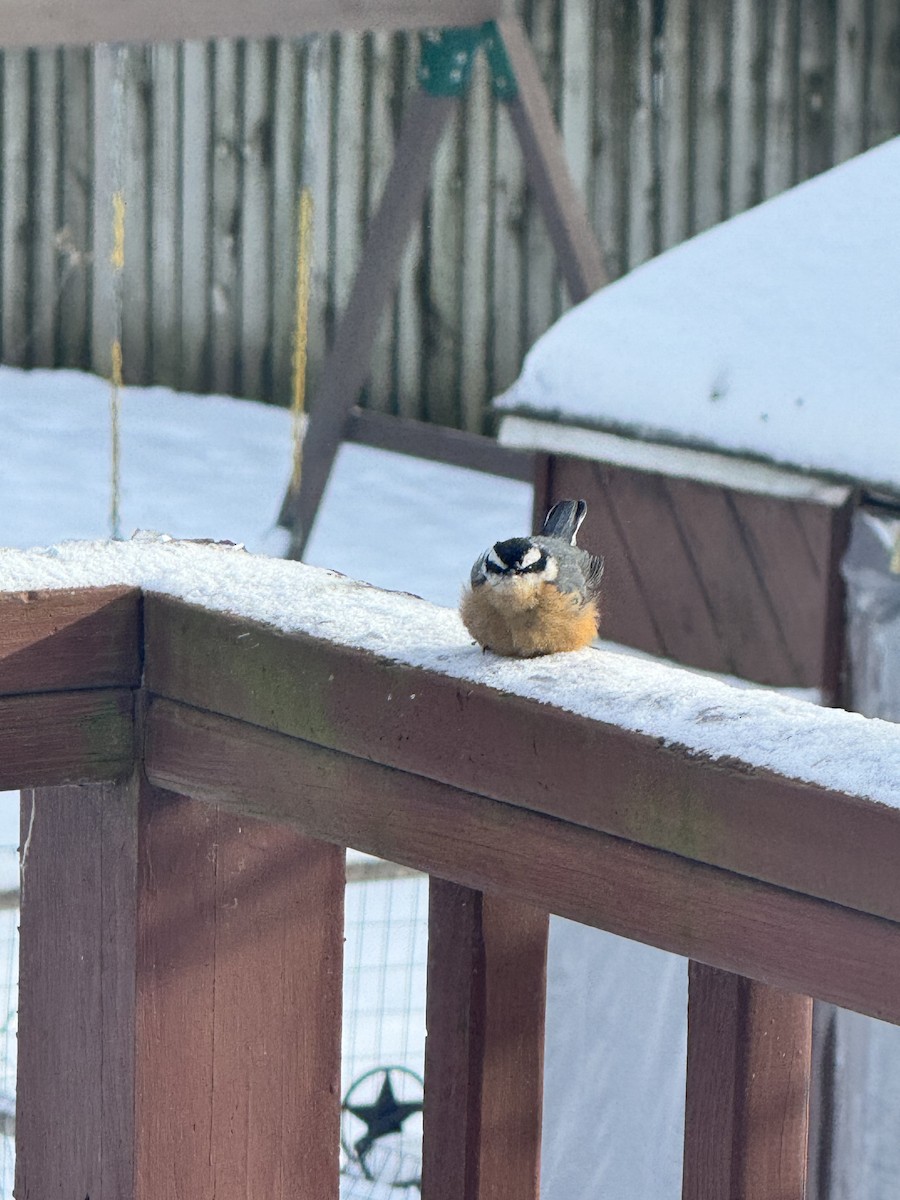 brhlík americký - ML646935623