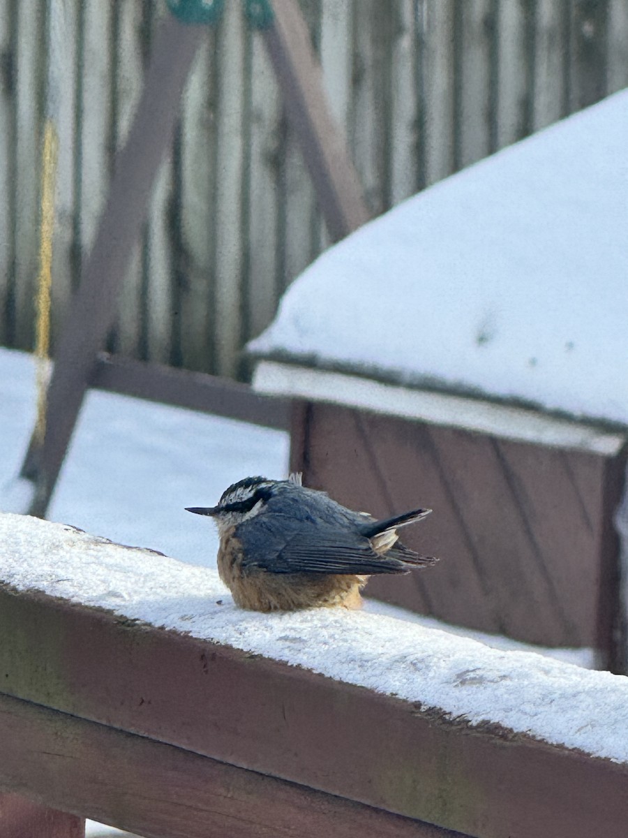 brhlík americký - ML646935624