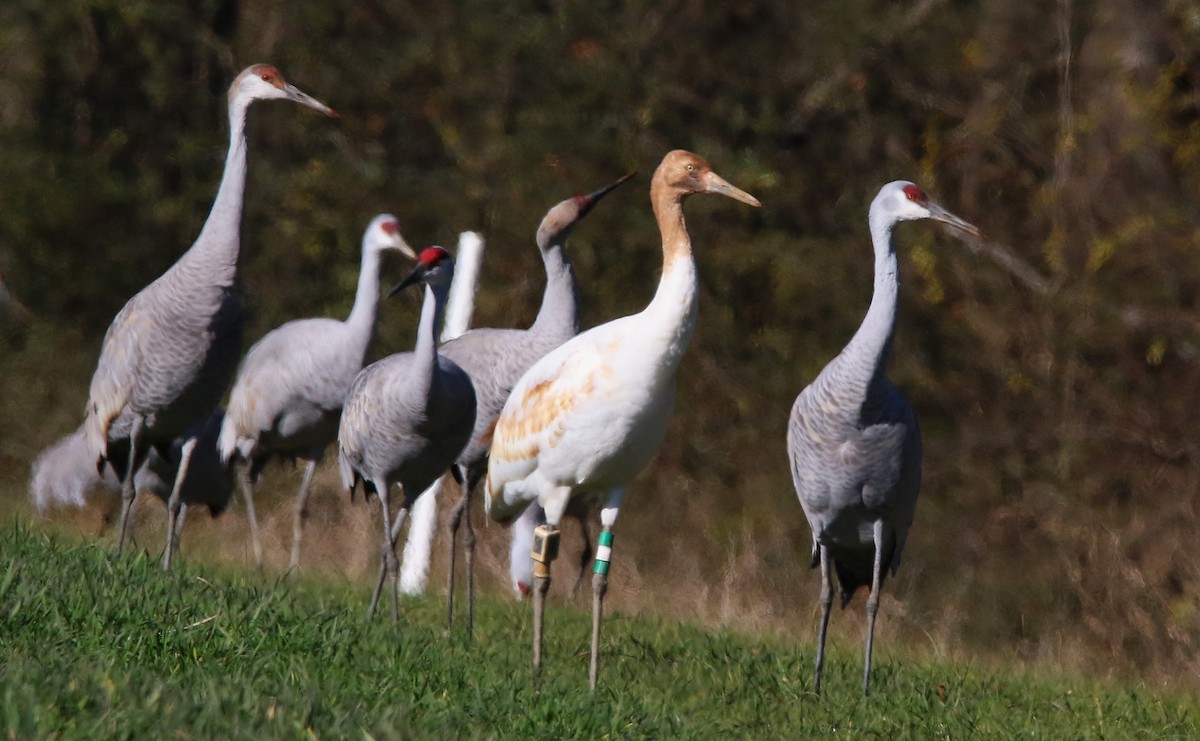 Whooping Crane - ML646935625