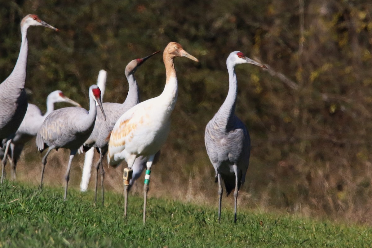 Whooping Crane - ML646935626