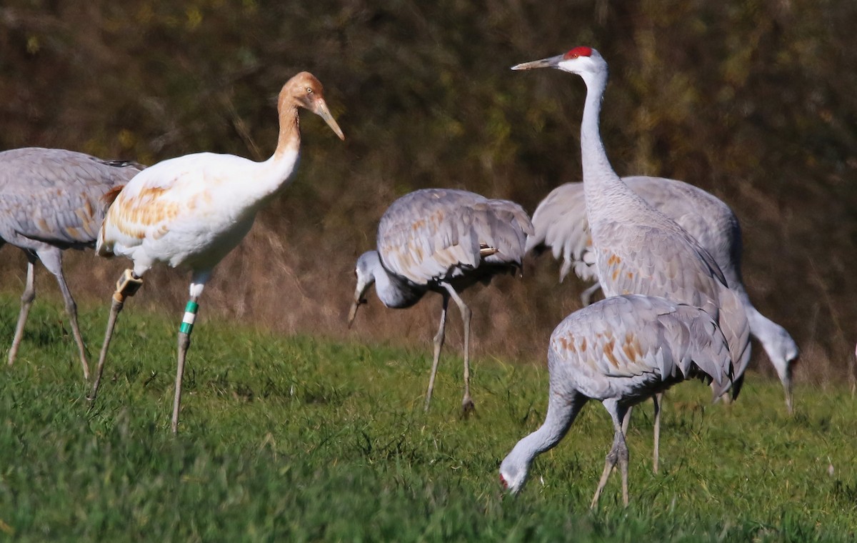 Whooping Crane - ML646935627