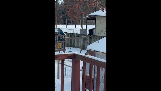 Повзик канадський - ML646935628