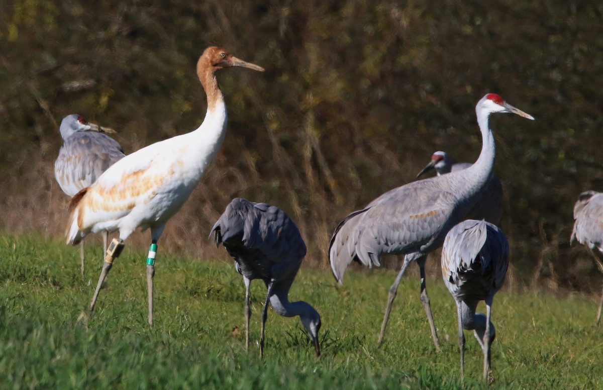 Whooping Crane - ML646935629