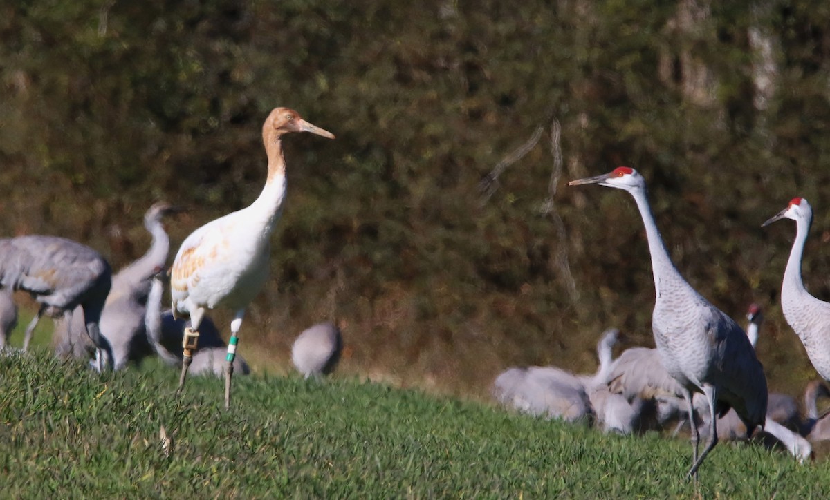 Whooping Crane - ML646935630