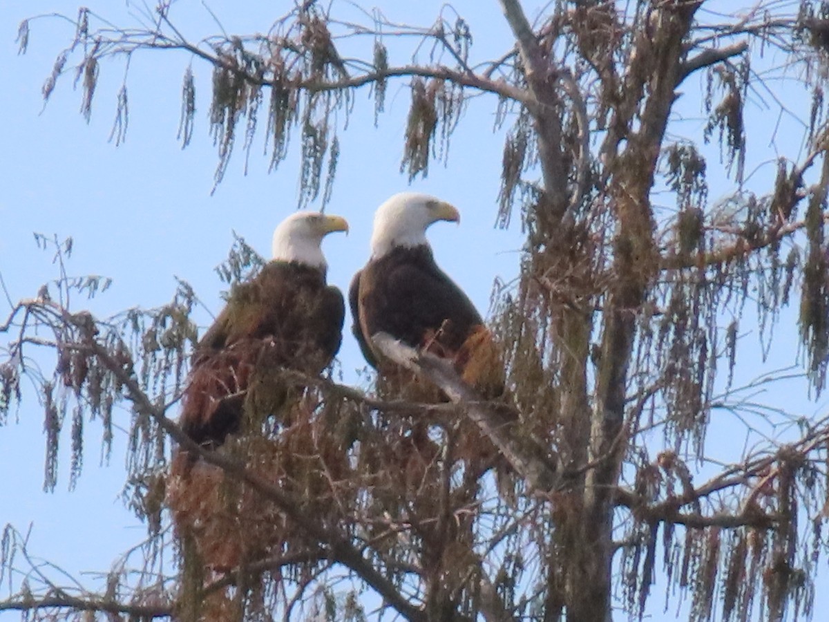 Itsas arrano buruzuria - ML646935633