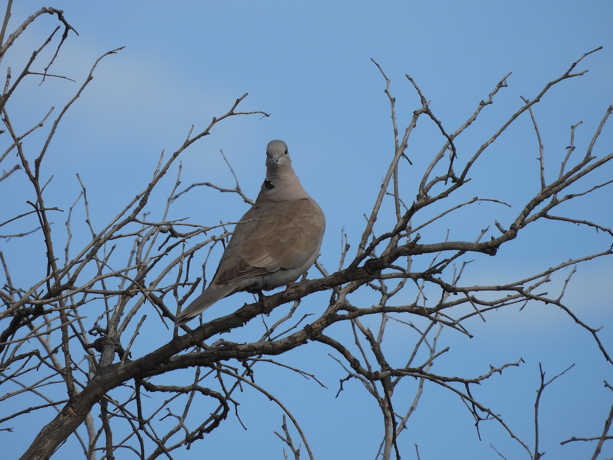 Кольчатая горлица - ML646935639