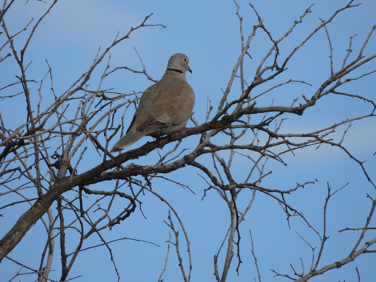 Кольчатая горлица - ML646935640