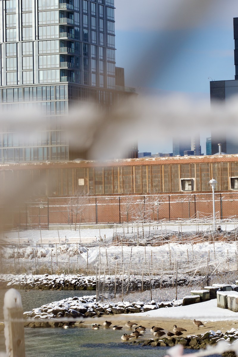 Canada Goose - ML646935647