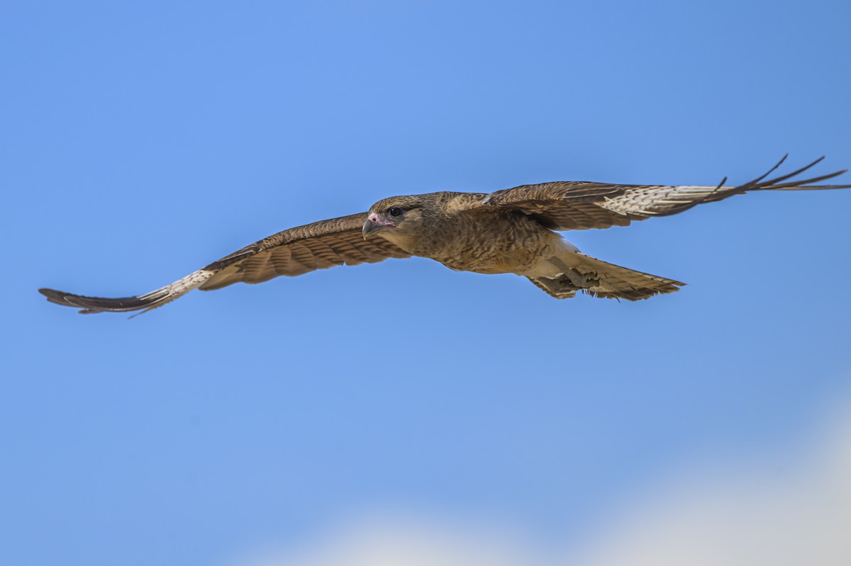 Chimango Caracara - ML646935648