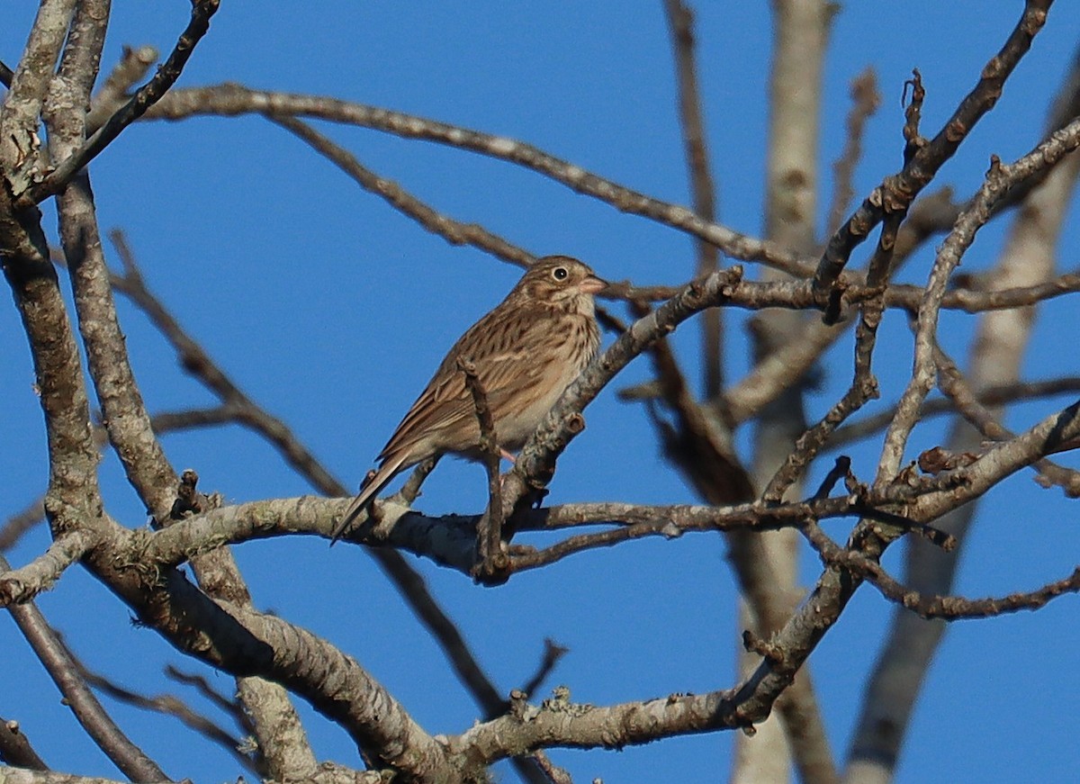 Vesper Sparrow - ML646935649