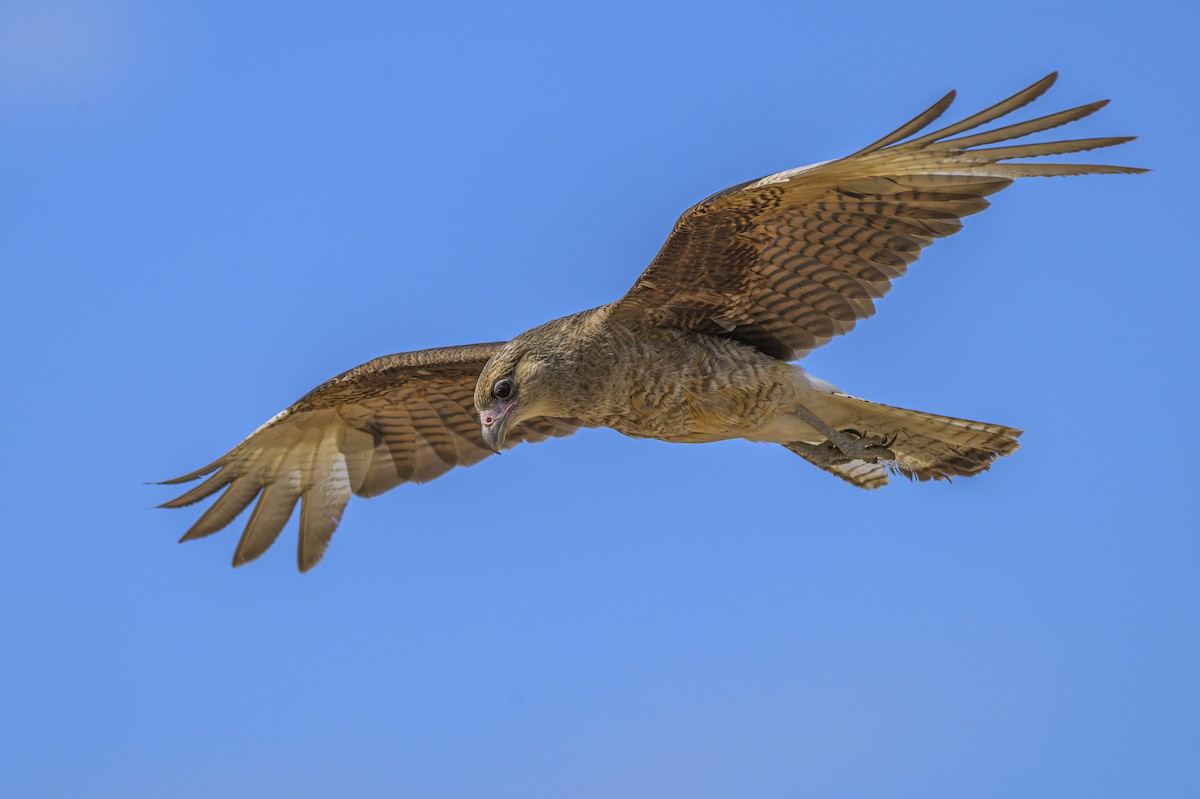 Chimango Caracara - ML646935650