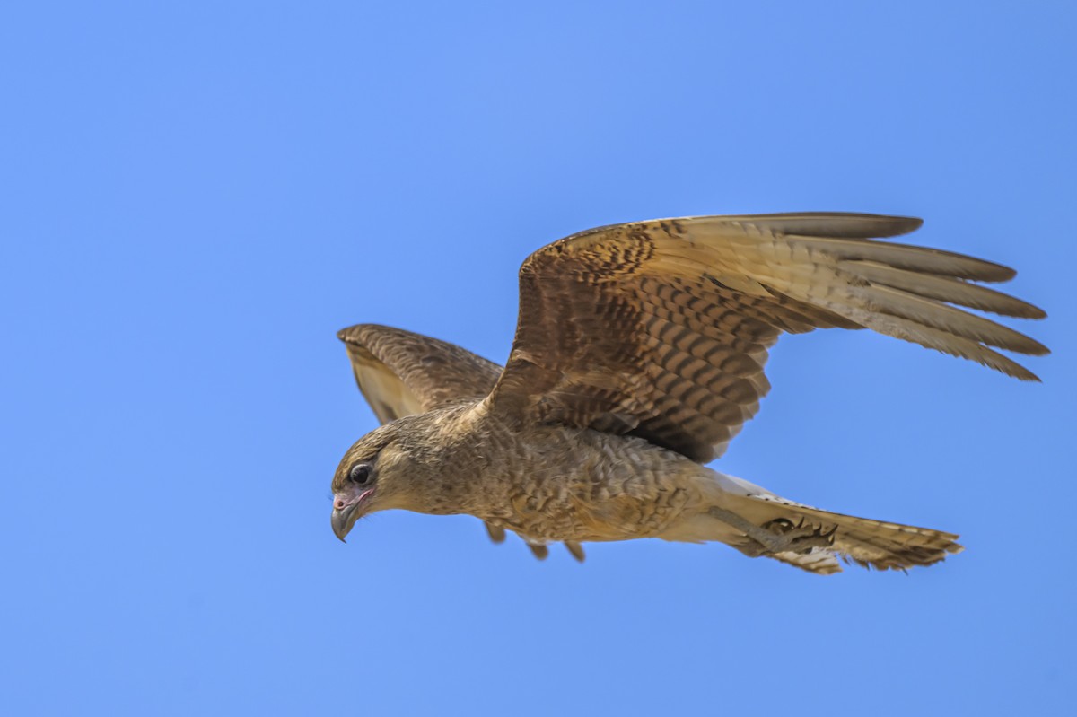 Chimango Caracara - ML646935651