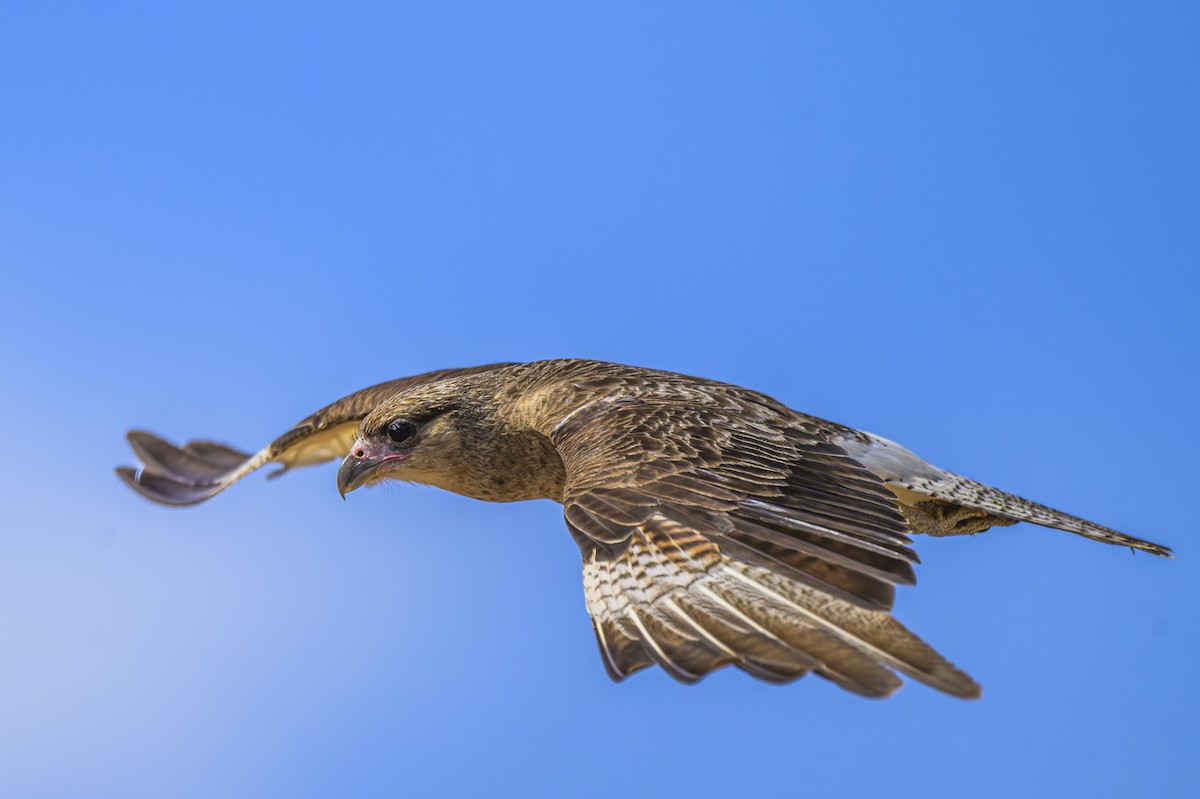Chimango Caracara - ML646935667