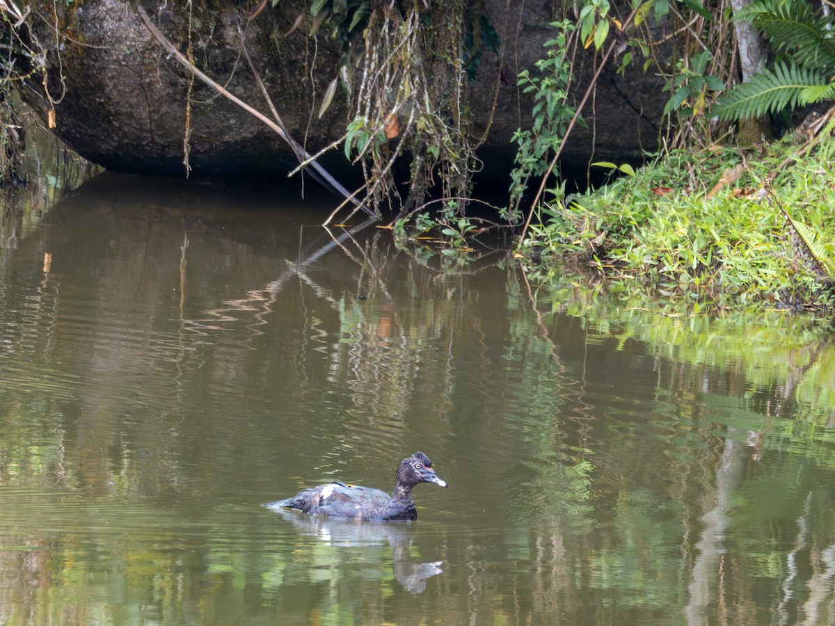 Pato Criollo - ML646935668