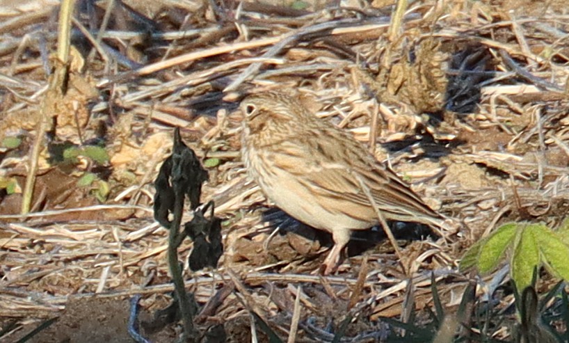 Vesper Sparrow - ML646935669