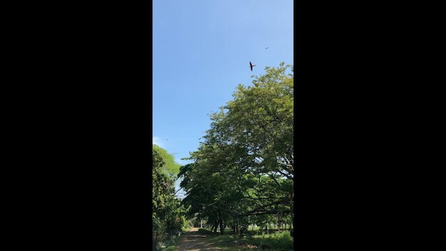 Араканга - ML646935678