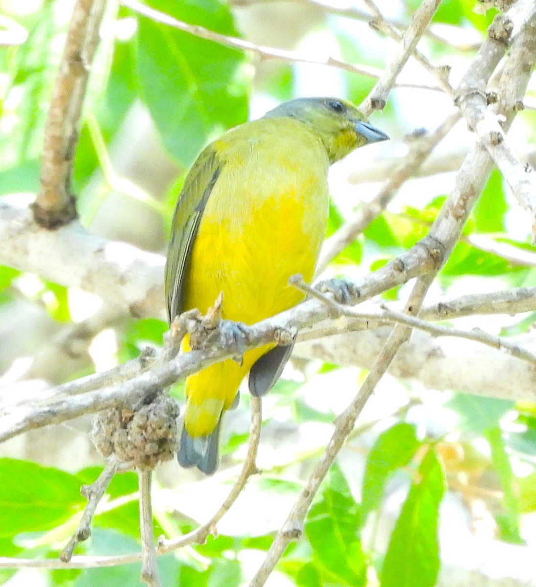 Scrub Euphonia - ML646935684