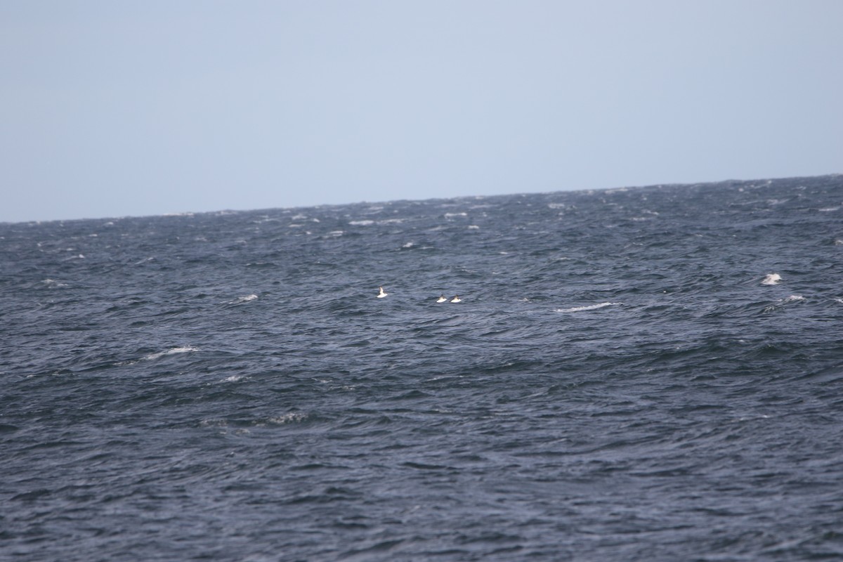 Dovekie - ML646935685