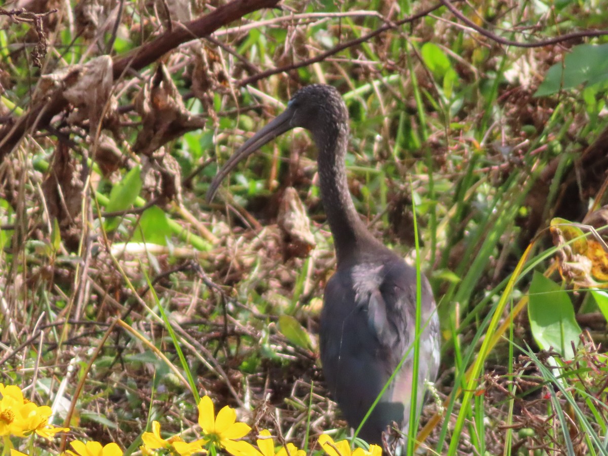 Beltzaran arrunta - ML646935687