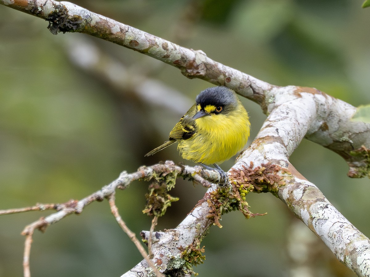 Titirijí Cabecigrís - ML646935688