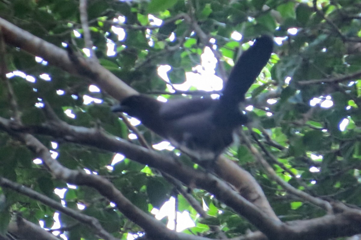 Geai bleu-noir - ML646935689