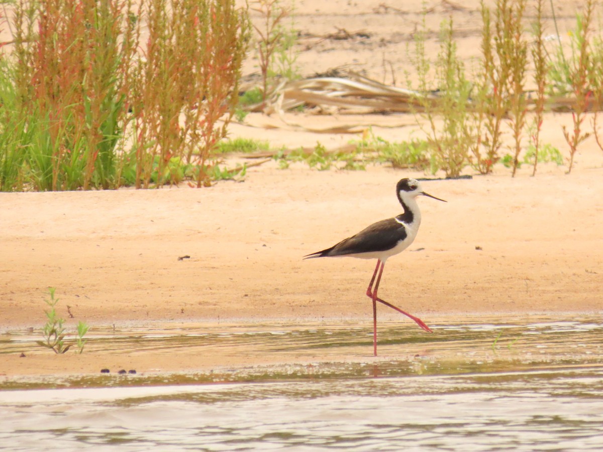 Black-necked Stilt - ML646935690