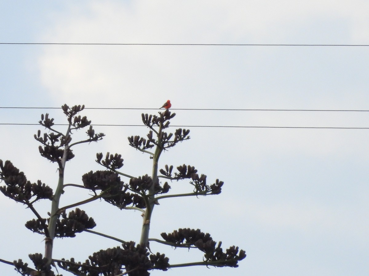 Красный мухолов - ML646935695