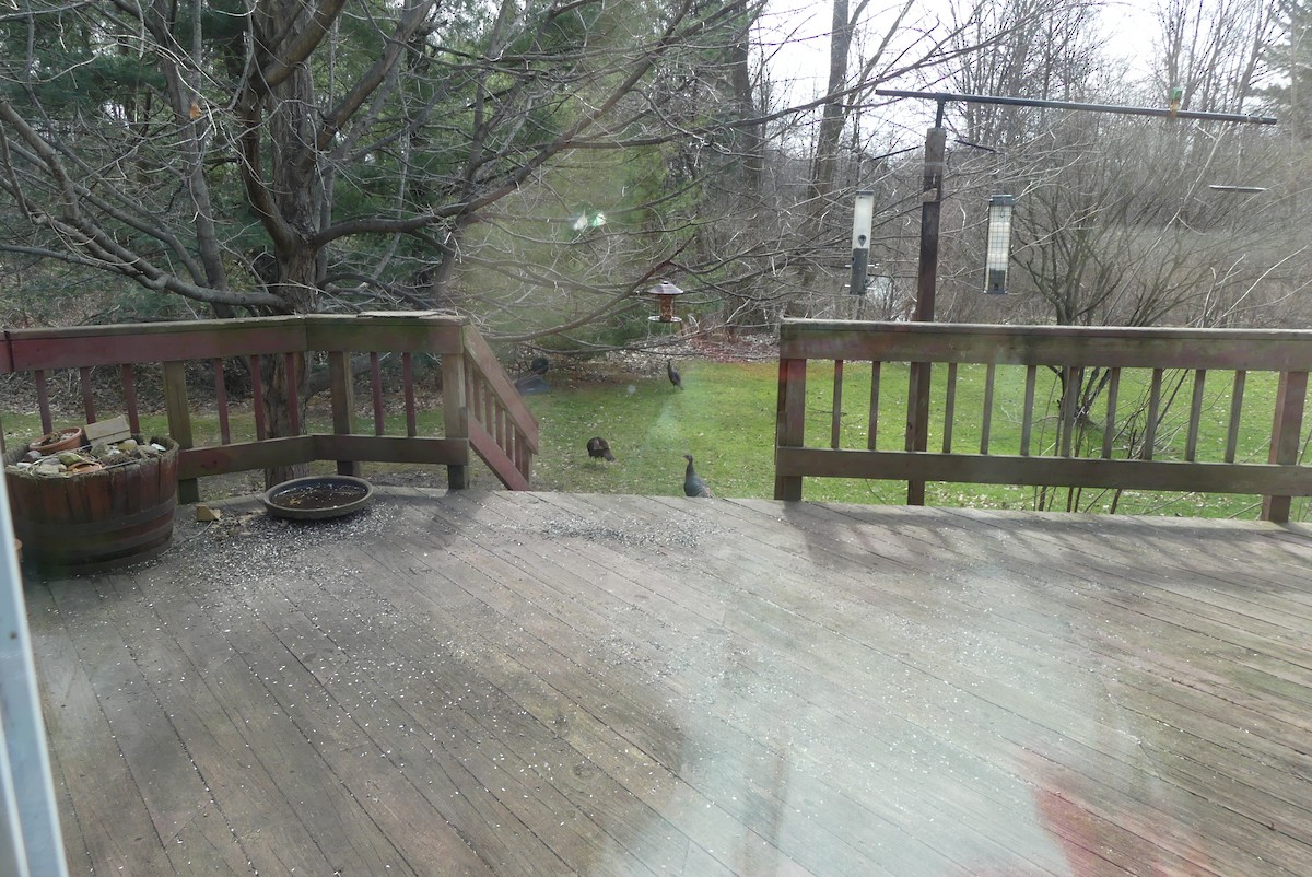 Wild Turkey - ML646935697