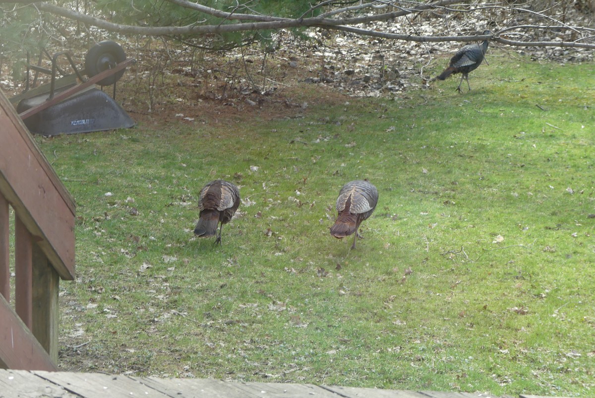 Wild Turkey - ML646935698