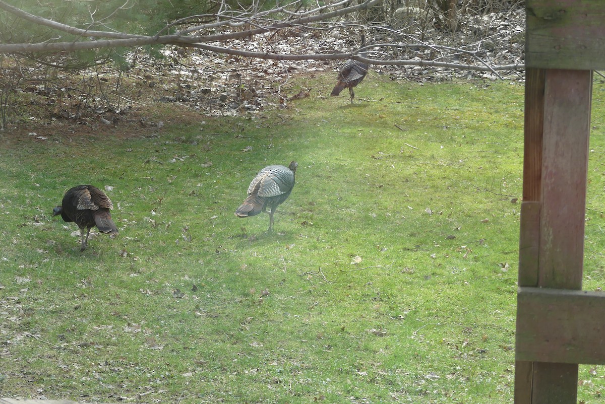 Wild Turkey - ML646935699