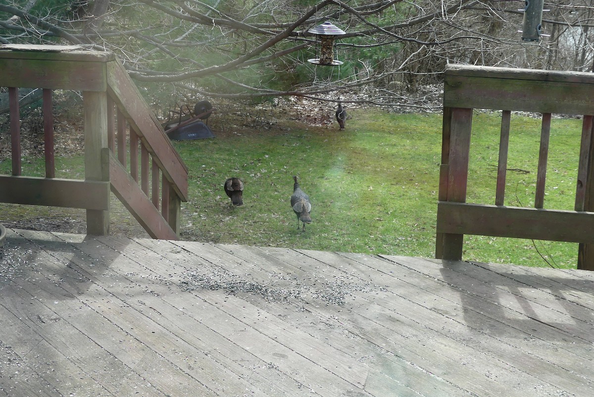 Wild Turkey - ML646935700