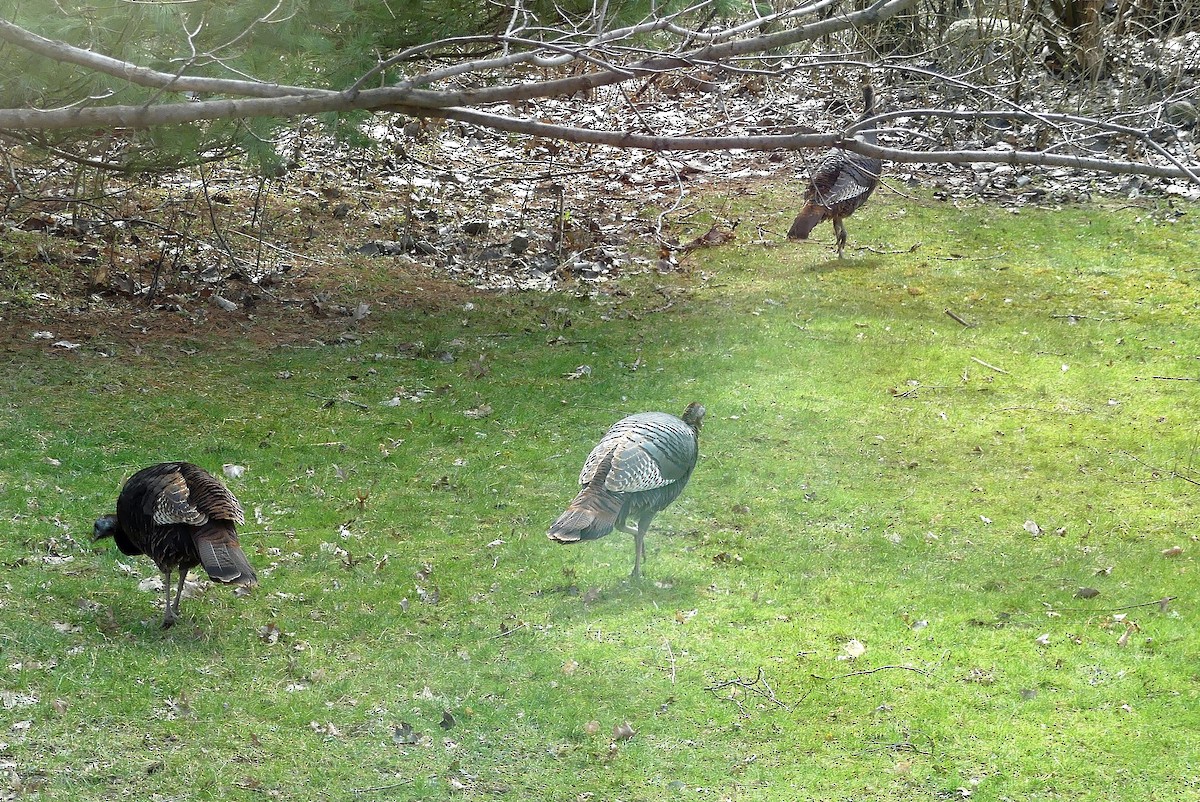 Wild Turkey - ML646935701