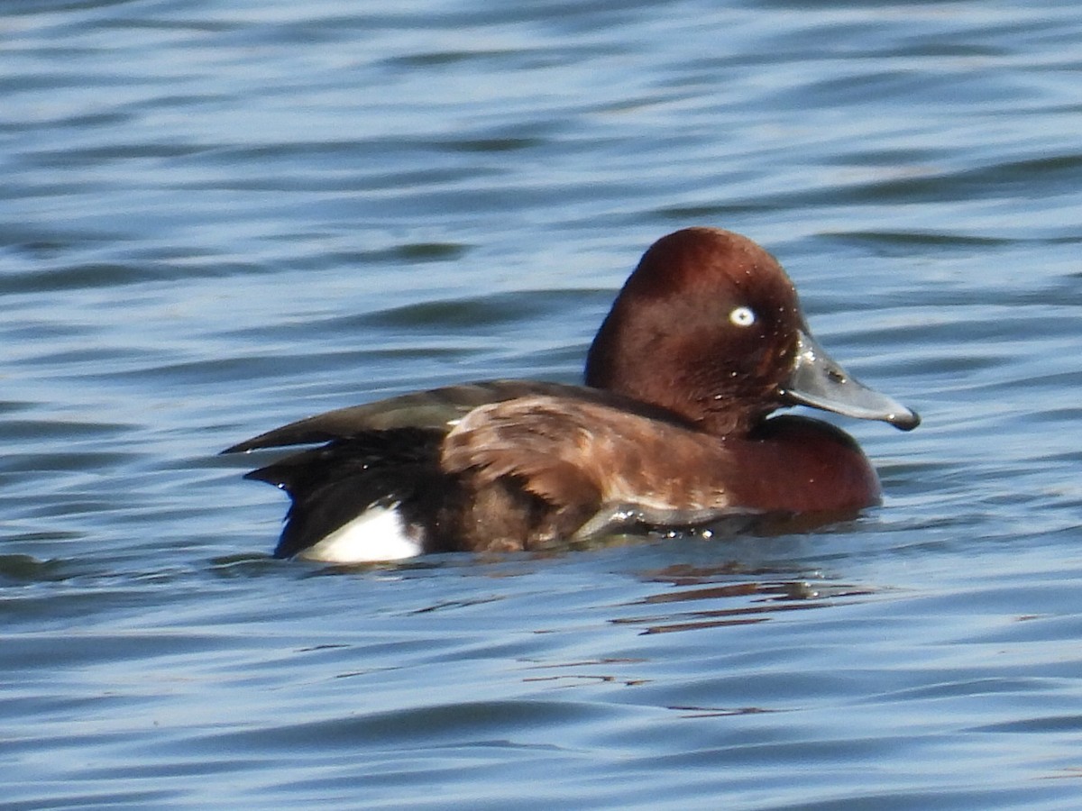 Ferruginous Duck - ML646935702