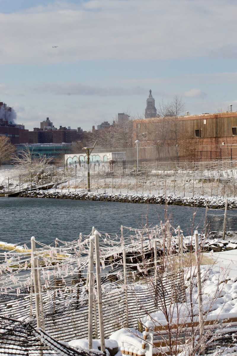 Bufflehead - ML646935703