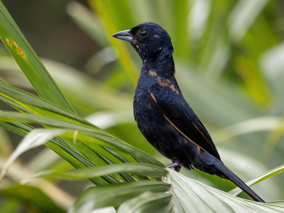 Tangara Coronada - ML646935706