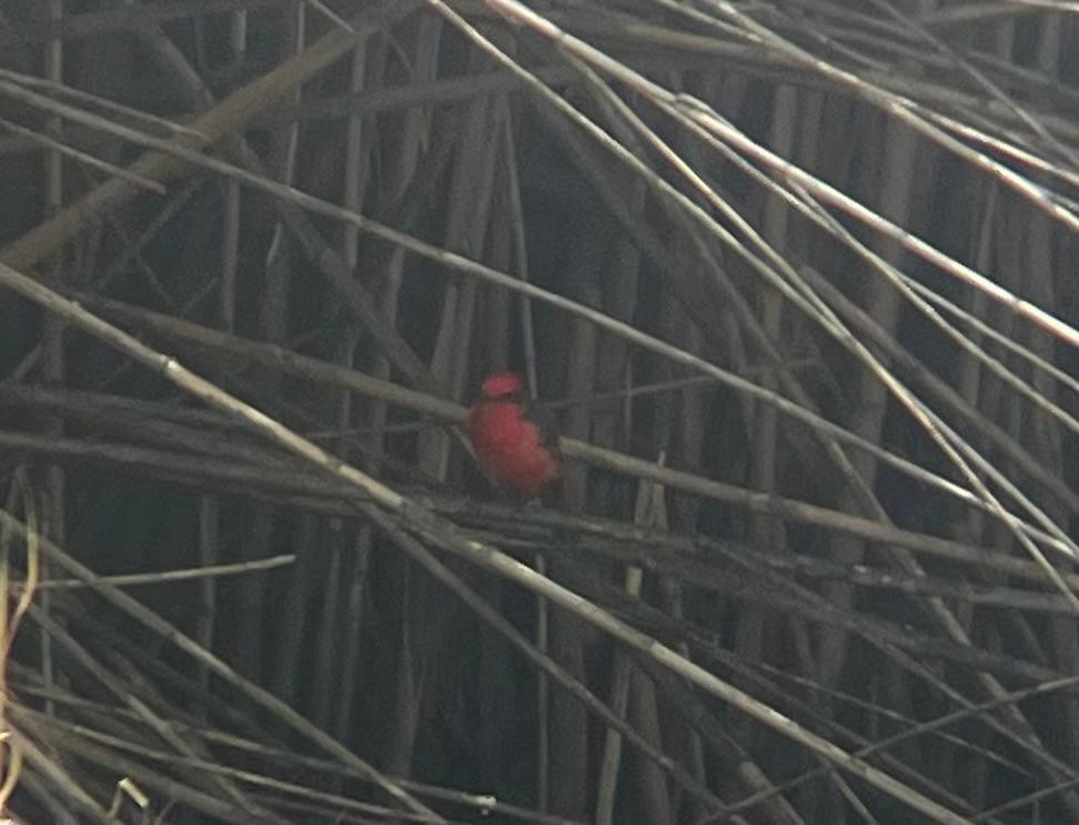 Vermilion Flycatcher - ML646935712