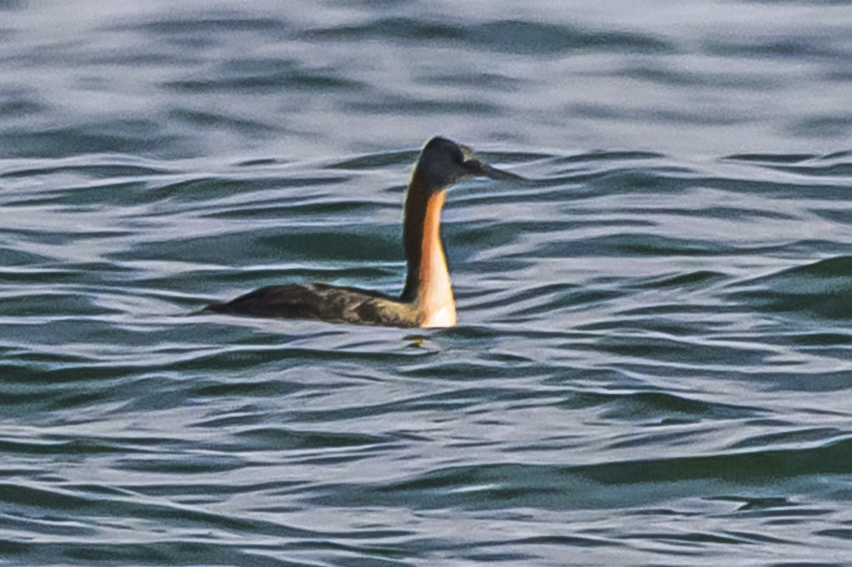 Somormujo Macachón - ML646935717